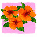 Orange Hibiscus Art Print
